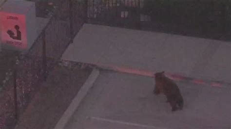 Bear that captivated California neighborhood tragically killed by car