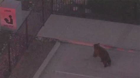 Bear that captivated Southern California neighborhood killed by driver