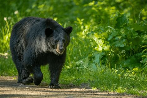 Bear that charged two boys in Colorado Springs put down by Colorado Parks and Wildlife