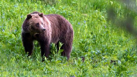 Bear traps set for grizzly bear after fatal attack near Yellowstone National Park