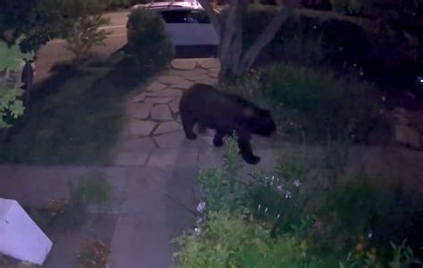 Bear wanders into Marin County neighborhood