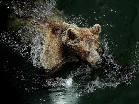 Bear who killed runner in Italy’s Alps is spared death for now by court