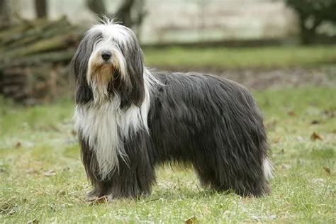 Bearded Collie For Sale - PetsForHomes Australia