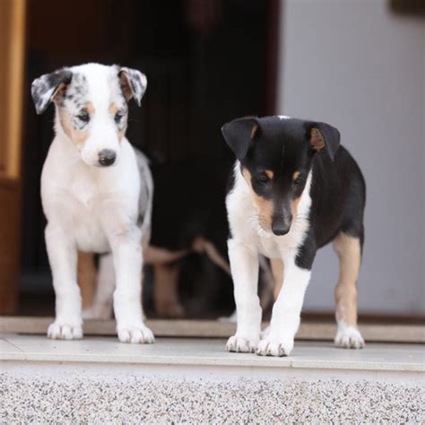 Bearded Collie puppies for sale - Canine Corral