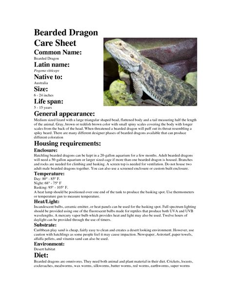 Bearded Dragon Care Sheet Printable