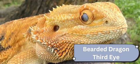 Bearded Dragon Third Eye: Everything You Need to Know