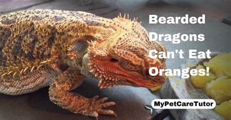 Bearded Dragons Can’t Eat Oranges! (Feed These Instead)