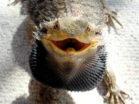 Bearded dragons shed their skin to grow, and this shedding process can cause swelling in the beard area. When a bearded dragon prepares to clear, it is essential to provide an appropriate and humid environment for them to do so. 5. Illness: Bearded dragons can become ill from various causes, including viruses or parasites.. 