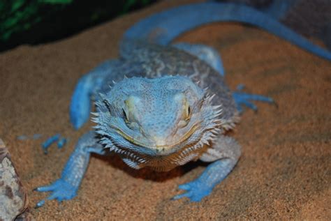 The Bearded Dragon Species. There are several species of be