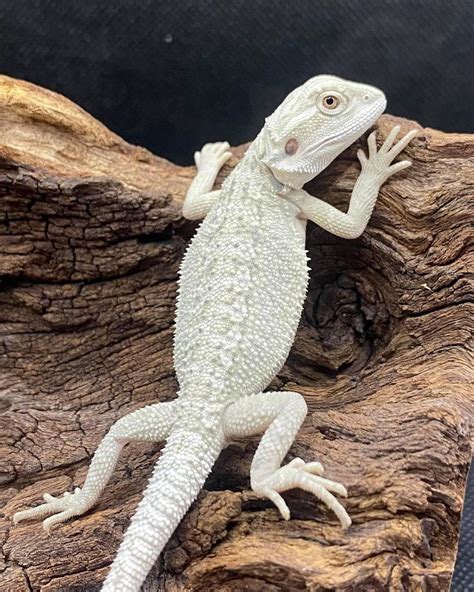 Bearded dragon breeders near me. Sep 28, 2019 · How Many Dubia Roaches to Feed a Bearded Dragon. Baby bearded dragons 3 months old and younger should consume 10-20 Dubias three times a day until they’re 4 months old. Between 4 and 12 months of age, give them 10-15 Dubias twice daily, working your way down to one feeding by the time they’re one year old. 
