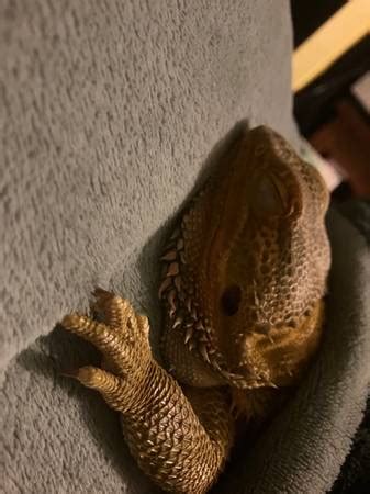 Bearded dragon craigslist. craigslist For Sale "bearded dragon" in Denver, CO. see also. Handsome Bearded Dragon. $200. SE Aurora (Quincy and Gun Club) Rehoming Bearded Dragon. $400 ... 