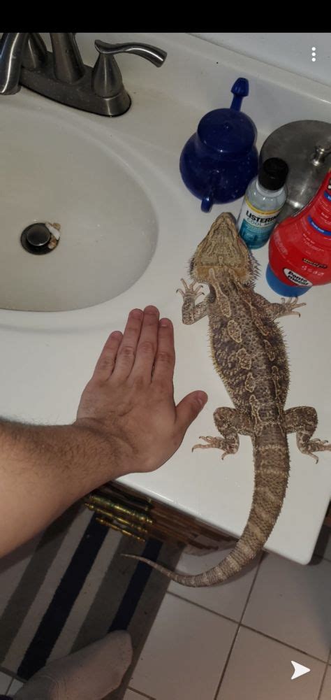 I recommend 14-16 hours for your bearded dragon light cycle. B. Beardielover21 Member. Original Poster Jul 21, 2016 #8 ... Bearded dragon black beards when poop and probably hard urate. Latest: Drache613; Yesterday at 11:53 PM; Beardie ER. Help! limp tail and foul smell. Latest: Drache613; Yesterday at 11:47 PM; Beardie ER. Please help!!!