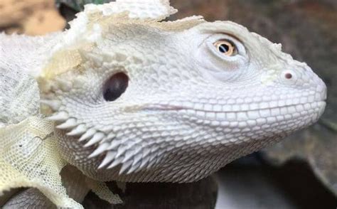 Bearded dragons can change color in response to different stimuli. If your bearded dragon appears darker than usual, it may be due to stress, illness, or even the temperature of their environment.. 