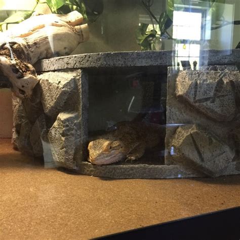 Bearded dragon hide. Things To Know About Bearded dragon hide. 