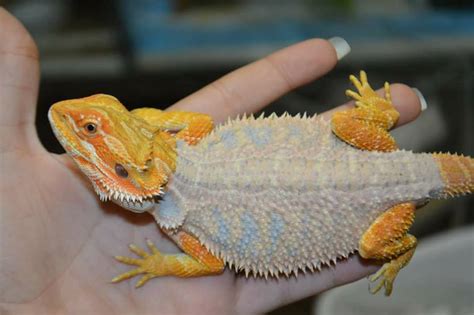 Bearded dragon shedding. Common trauma causes include bites from other bearded dragons (baby bearded dragons often live together in the same habitat), bites from prey (insects), or incomplete shedding that may cut off blood flow to the tail. When injured, your bearded dragon’s tail cracks, leaving an open wound. 