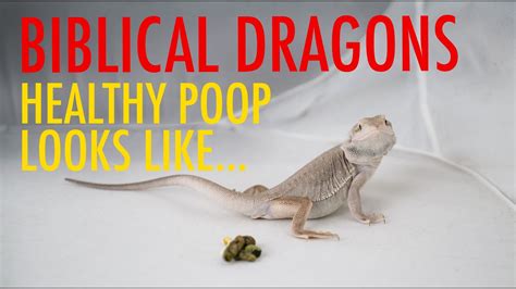 Bearded dragon white poop. Things To Know About Bearded dragon white poop. 