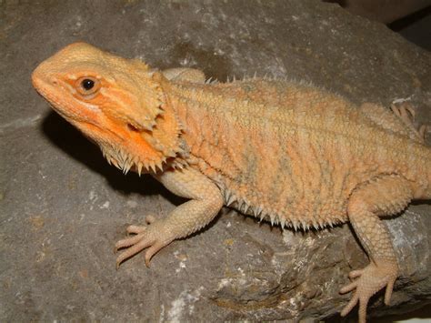 Bearded dragons a complete guide for beginners. - Idiots guides grammar and style by mark peters phd.