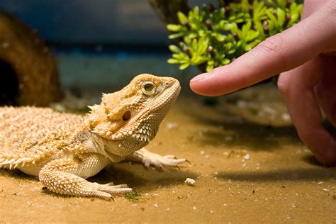 Bearded dragons the essential guide to ownership care for your pet bearded dragon care. - Emco maximat lathe manual v 10.