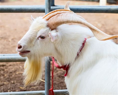 Bearded goat. Things To Know About Bearded goat. 