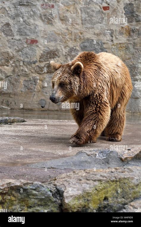 Bearlisbon Leaks (SEX) 💋