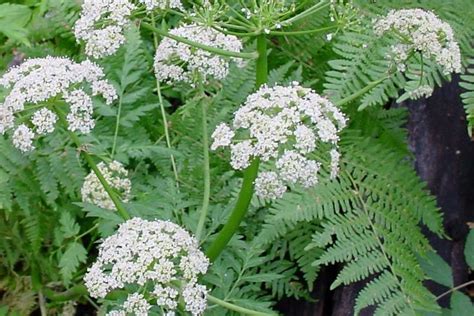 5 jun 2020 ... Also known as bear root, Porter's licorice-root, Porter's lovage, and mountain lovage, osha has traditionally been used in Native American .... 
