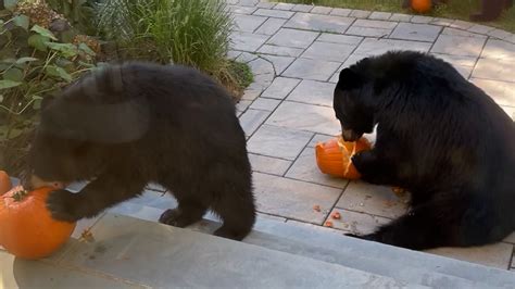 Bears Turn Porch Pirates - Videos from The Weather Channel