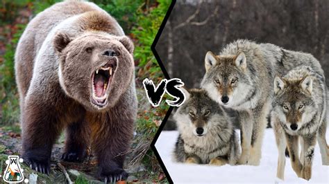 Bears Vs. Otters Vs. Wolves