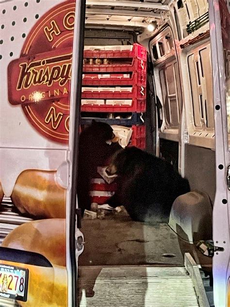 Bears raid a Krispy Kreme doughnut van making deliveries on an Alaska military base