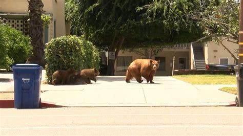 Bears seen swimming, enjoying summer day in Southern California