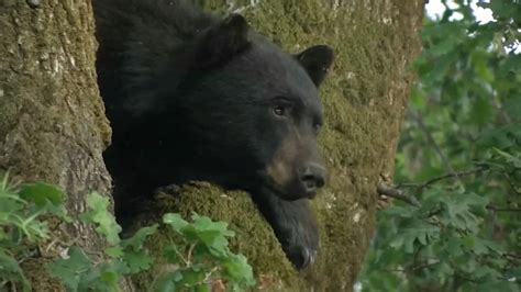 Bears spotted in Novato; police warn residents