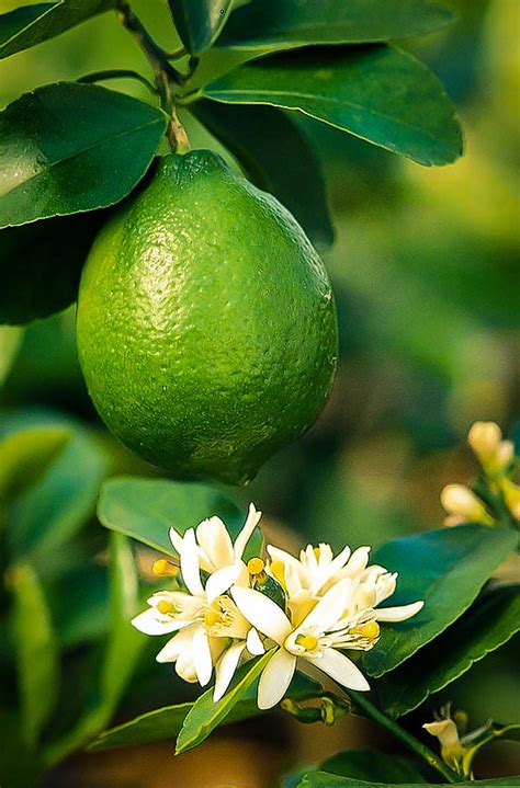 Bearss lime tree. When planting a lime tree, make sure to dig a hole that is twice the size of the root ball. Gently remove the tree from its container and loosen any tangled roots. Place the tree in the hole and backfill with soil, making sure to tamp it down firmly. If planting in a pot, choose a container that is at least 18 inches in diameter and has ... 