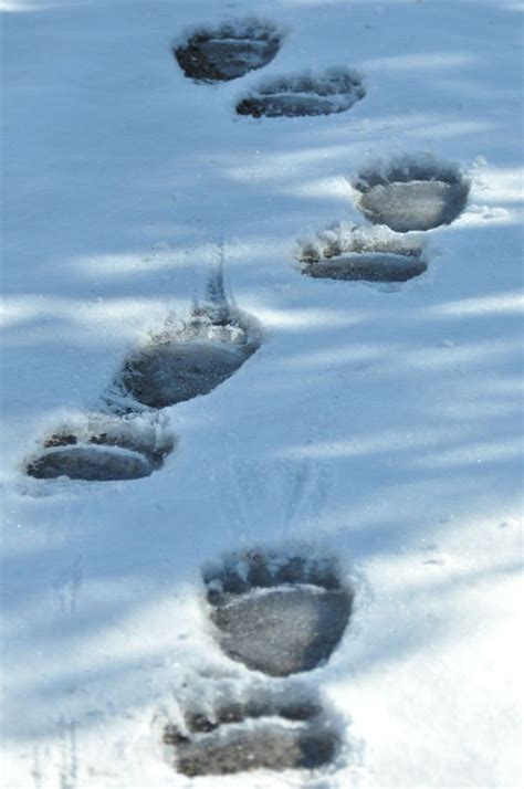 Beartracks - Polar bear tracks in the wet snow. Arctic Ocean, offing. Top view. Brown bear tracks in the sand at Lake Clark National Park. Forest animal and bird silhouettes with footprints. Vector foot prints of wolf, bear, fox, lynx and hare paws, isolated black tracks of deer, elk or moose hooves, duck and capercaillie feet.