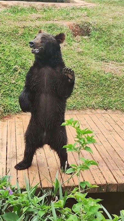 Beartrainer Onlyfans Leak 🍆 PORN