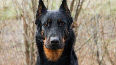 Beauceron price. Bone and joint disorders are much too common in Beaucerons. You need to avoid irresponsible breeders who haven't x-rayed their dogs' hips and elbows before breeding them. See Buying a Beauceron and Beauceron Health for more advice. Finding one and paying the price. This breed is not that common and breeders are charging a lot for them. 