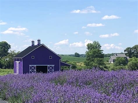 Beautiful, Fragrant Ohio Lavender Farms - Bountiful Blessings