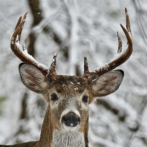 Beautiful 10 point buck & a primitive bow - YouTube