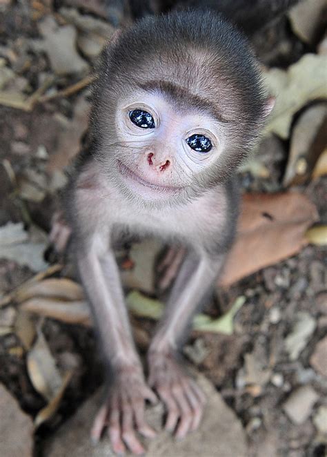 Beautiful Baby Monkeys