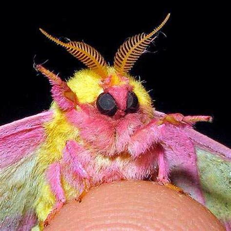 Beautiful Bugs, Beautiful Butterflies, Silkworm Moth, Rosy Maple Moth