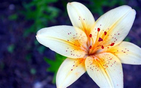 Beautiful Lily Flower nngs5r