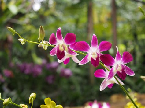 Beautiful Orchid Flowers - Beautiful Orchid Gardens in the world