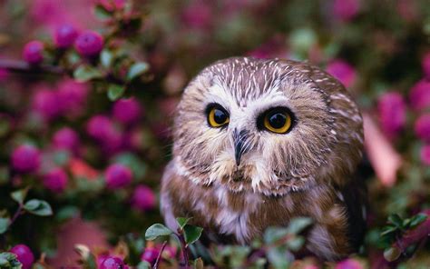 Beautiful Owl Wallpaper