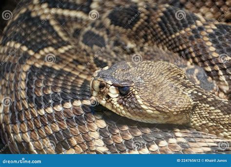Beautiful Patterns of Eastern Diamondback Rattlesnake Stock Image