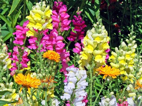 Beautiful Snapdragon Flowers Blooming in our Garden!