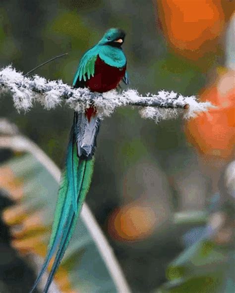 Beautiful birds gif. Open & share this gif birds, beautiful, wings, with everyone you know. The GIF dimensions 480 x 270px was uploaded by anonymous user. Download most popular gifs flying, on … 