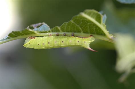 Beautiful hawk moths are common in Michigan gardens this year