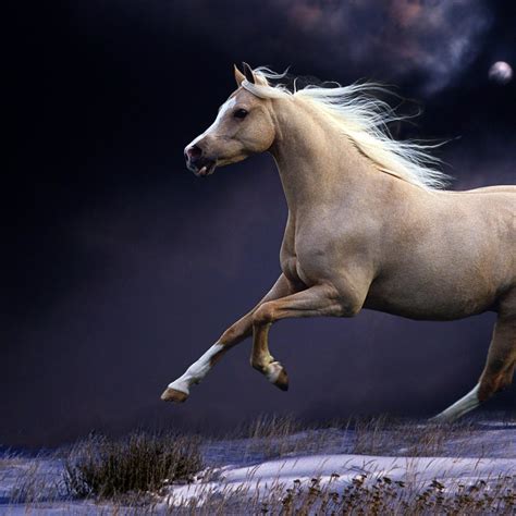 Beautiful horses. Things To Know About Beautiful horses. 