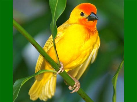 Beautiful yellow Bird #shorts #trending #youtubeshorts #memes …