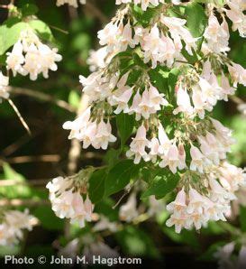 Beautybush Tree on the Tree Guide at arborday.org