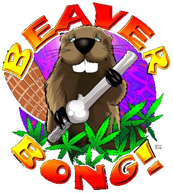 Beaver bong. Things To Know About Beaver bong. 