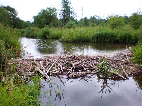 Beaver dam - Wikipedia